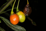 Solanum laciniatum RCP12-2015 (41) fruits.JPG